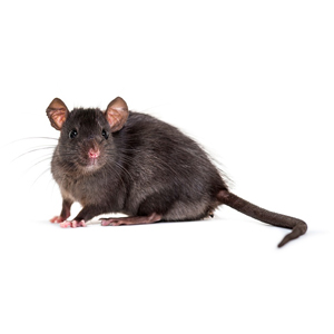 Rat & Mice Control in qatar