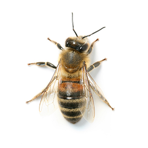 Honey Bee Control in Qatar