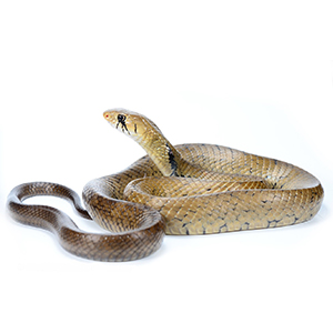 snake pest control in qatar