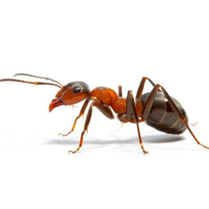 ant pest control qatar