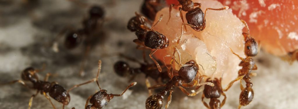 ants pest treatment in qatar