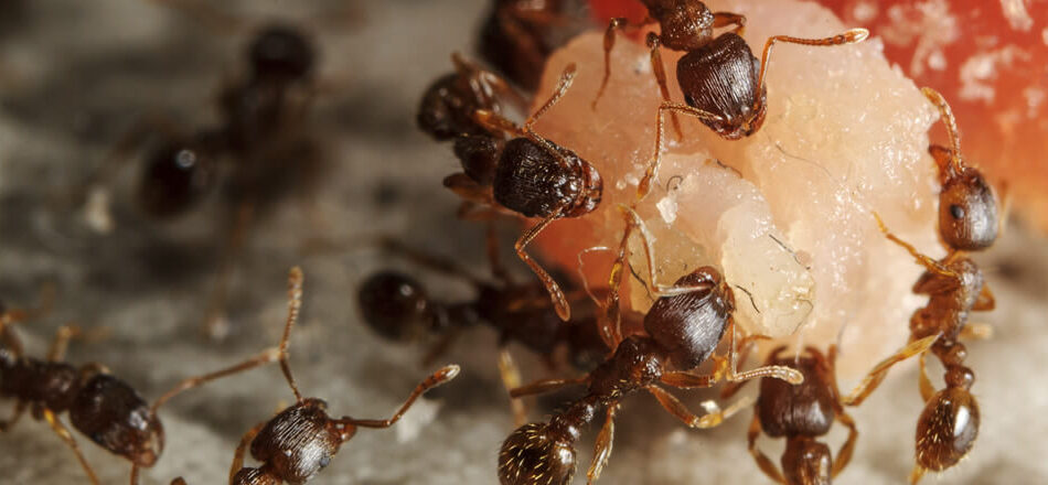 ants pest treatment in qatar